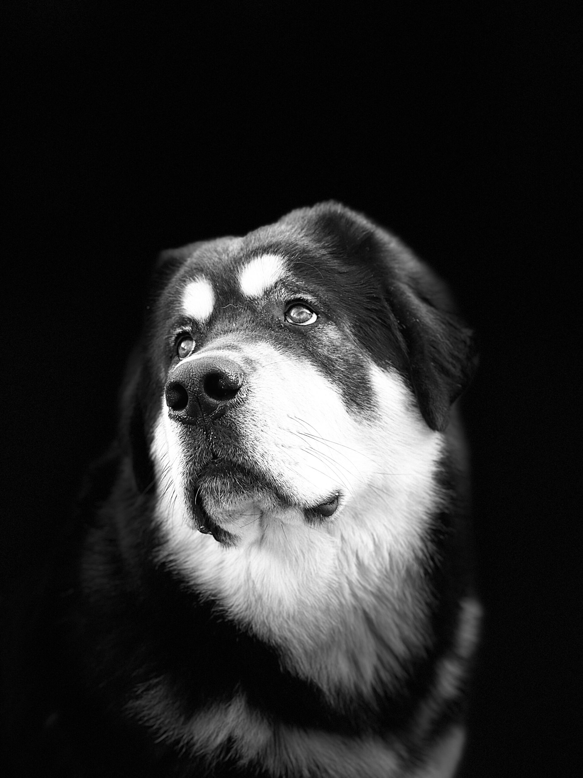 TESTPAGINA TIBETAANSE MASTIFF CLUB
